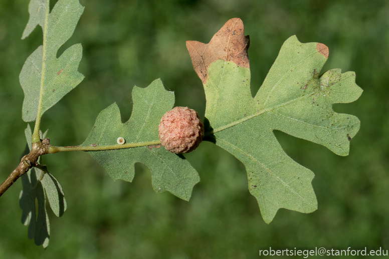 oak gall